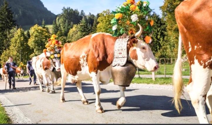 Fewo Alpenwiese Mit Hallenbad&Sauna ミッセン・ヴィルハムス エクステリア 写真